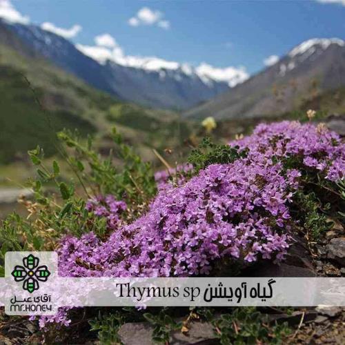 عسل آویشن